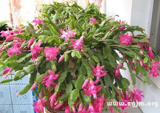 圣诞仙人掌的花语