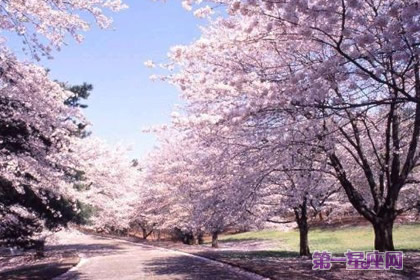 冬樱花花语:东方的神秘