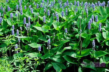 不常见的花:梭鱼草的花语是什么?