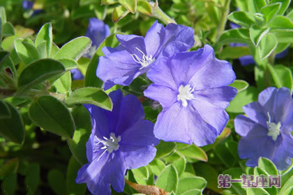 蓝星花的花语:把握现在