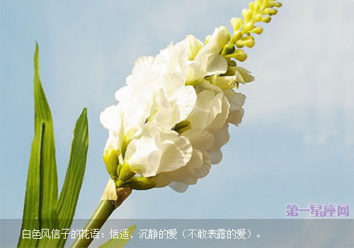 白色风信子的花语