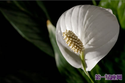 白掌花的花语和象征代表意义