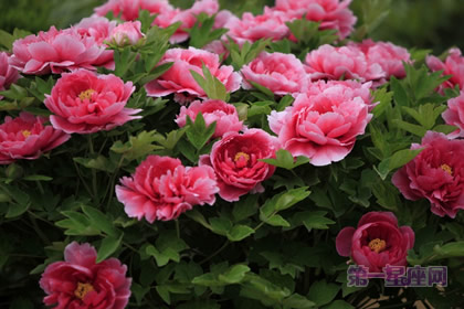 中国十大名花之一:总领群芳的牡丹