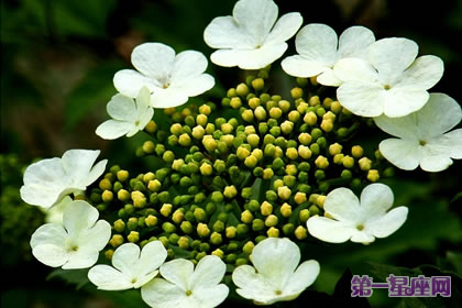 天目琼花的花语:洁白与红艳