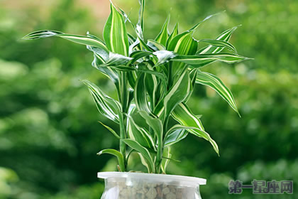 富贵竹的花语:花开富贵、竹报平安