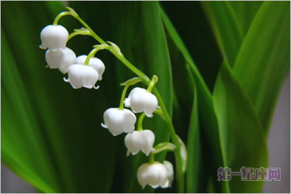 5月8日花语:德国铃兰,生日花语纯白