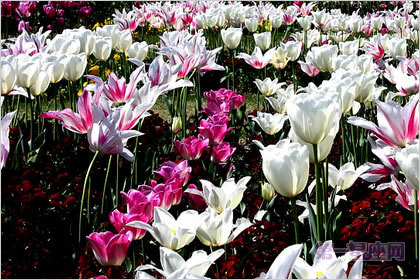 4月25日花语:豪华郁金香,生日花语华丽