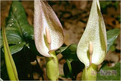 4月17日花语:君子与淑女,生日花语欺诈