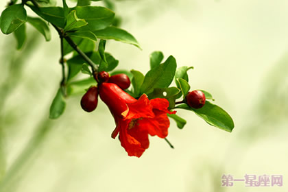 石榴花花语是什么?