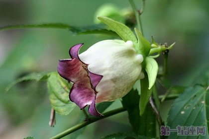 羊乳花的花语是什么