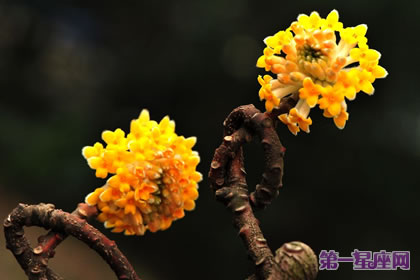 花语传说:结香的花语及传说