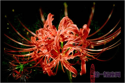 2月17日生日花语:金线番红花,生日花语清廉