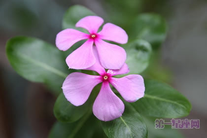 2月26生日花语:小长春花,生日花语适应