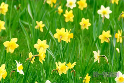 2月29生日花语:野生水仙花,生日花语敬意