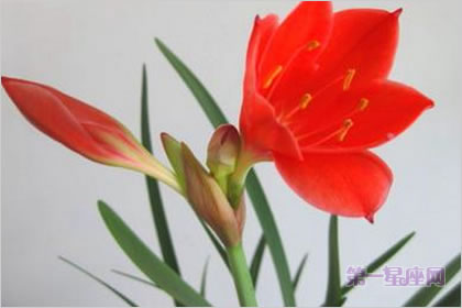 4月9日花语:红水仙,生日花语悔改