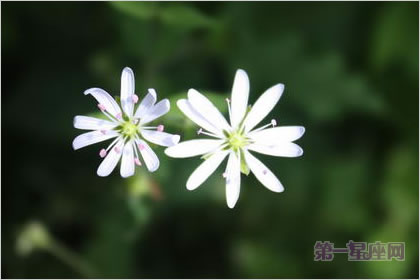 4月15日花语:繁缕花,生日花语雄辩