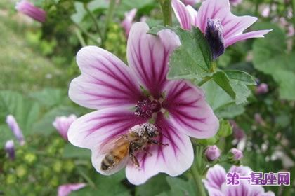 7月3日花语:锦葵,生日花语风味