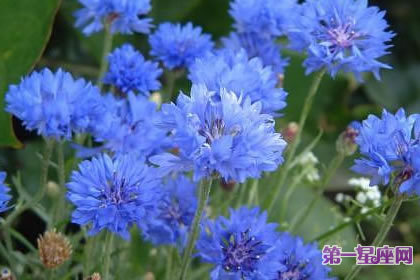 7月29日花语:矢车菊,生日花语遇见