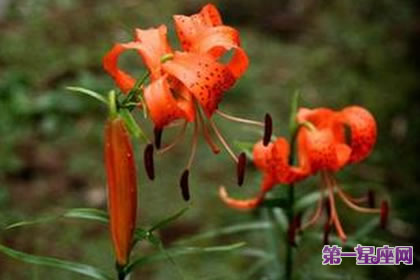 8月2日花语:虎皮百合,生日花语照料