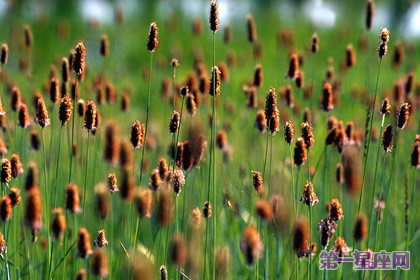 8月22日花语:猫尾草,生日花语恩惠