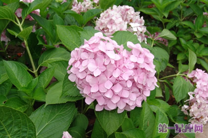 八仙花的花语:代表着美满和团圆