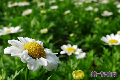 花语:小日菊,生日花语清澄