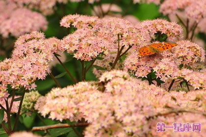 盘点什么花防辐射最好?