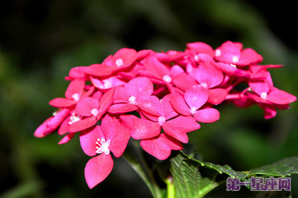 盘点什么花防辐射最好?