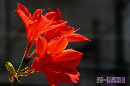 火花兰花语是什么?