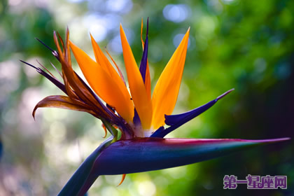 天堂鸟的花语:自由、幸福、吉祥