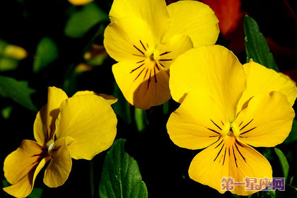 黄色紫罗兰花花语