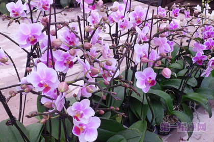 迷你蝴蝶兰:快乐天使、风华正茂