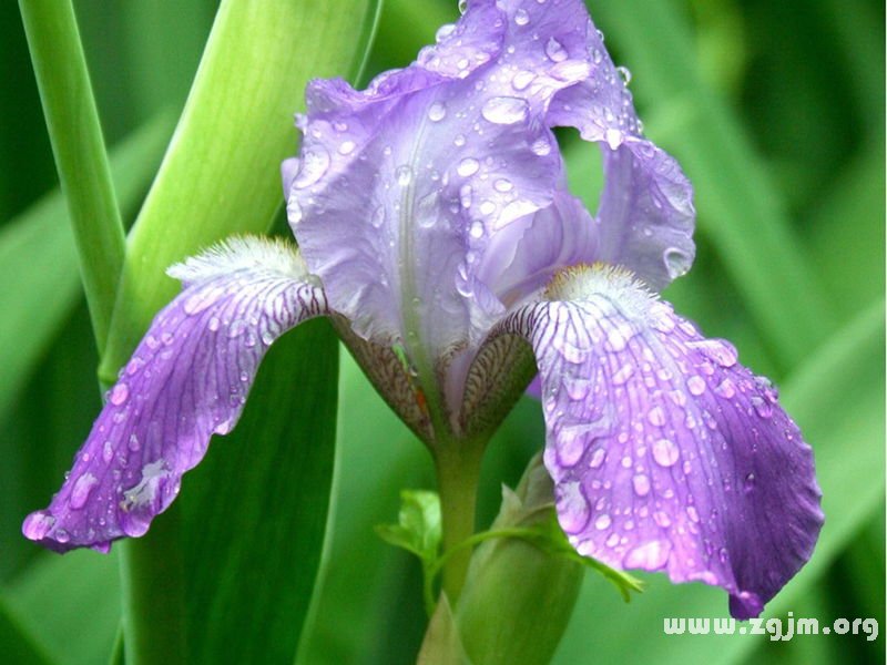 鸢尾花花语
