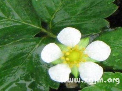 无子草莓的花语