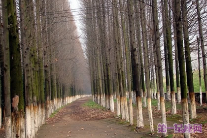 12月17日花语:线杉,生日花语坚固