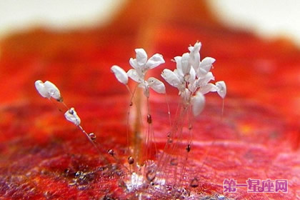 能带来瑞祥之福的佛家宝花