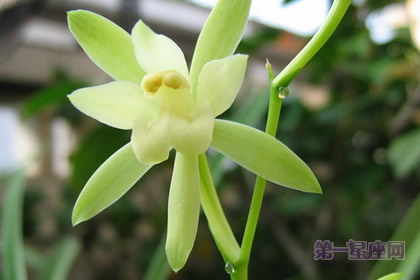 中国十大名花之一:从容优雅的兰花