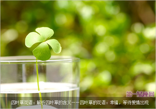 四叶草花语:解析四叶草的含义