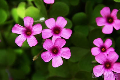 苜蓿草的花语是什么