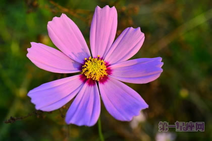 5月29日花语:矢车菊,生日花语温柔可爱