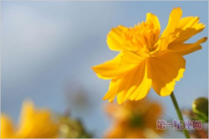 4月22日花语:袋草,生日花语幼稚