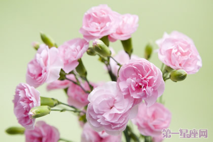 花语大全:各种花语大全带图片