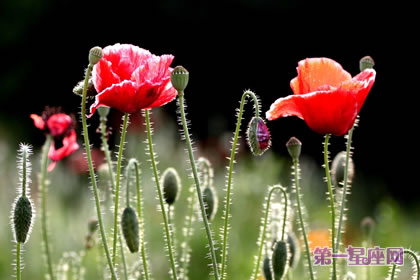 花语传说:虞美人花的花语及传说