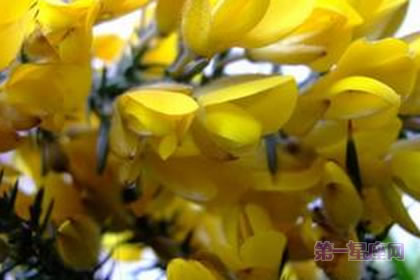 1月10日花:荆豆花,生日花语丰饶