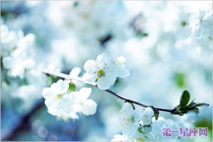 梨花花语：纯真的爱一辈子的守侯分离