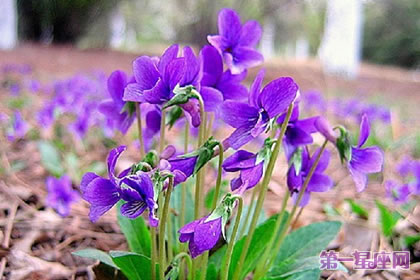 花语大全:紫花地丁的花语是什么?