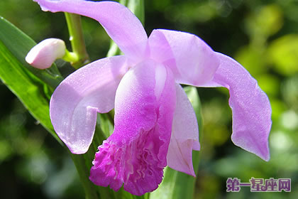 各种花的花语:白芨花的花语是什么?