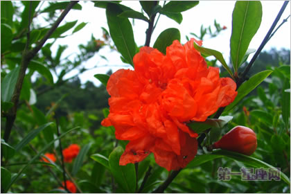 1月16日生日花:红色野荨麻花,生日花语献身