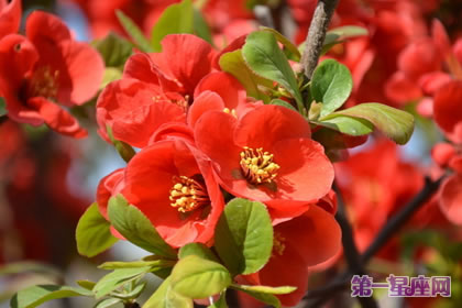 贴梗海棠的花语:平凡、热情