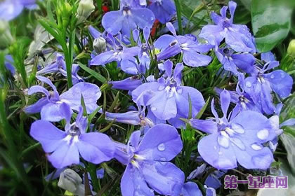 六倍利花语:可怜、同情